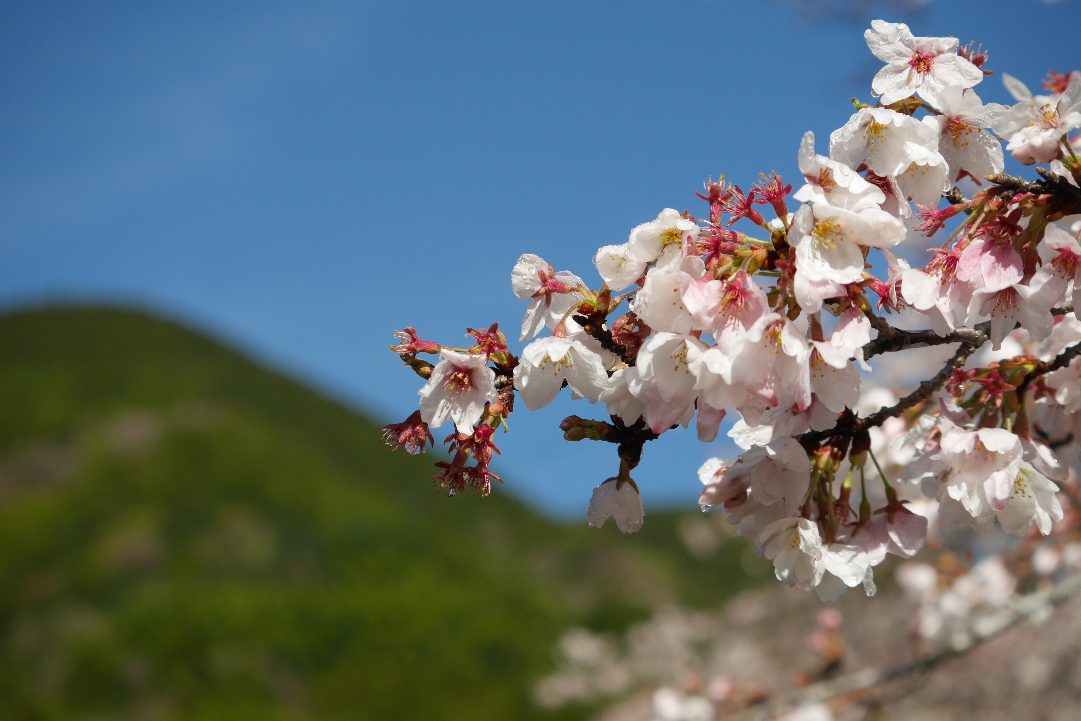 社会福祉法人　花園会