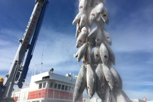 八洲水産株式会社